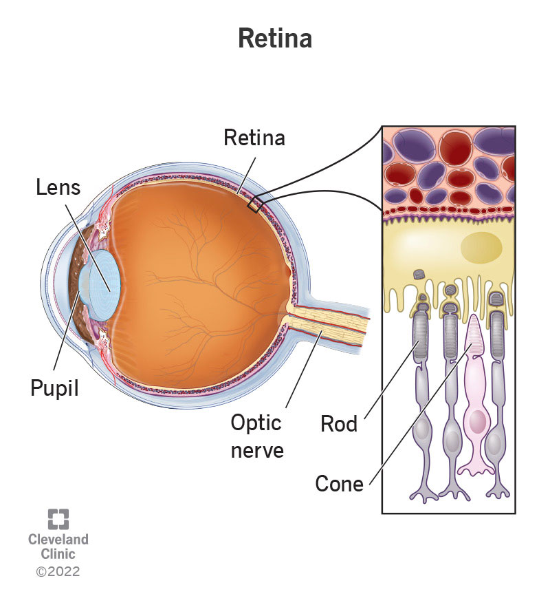 Labeled anatomy of the retina and eye