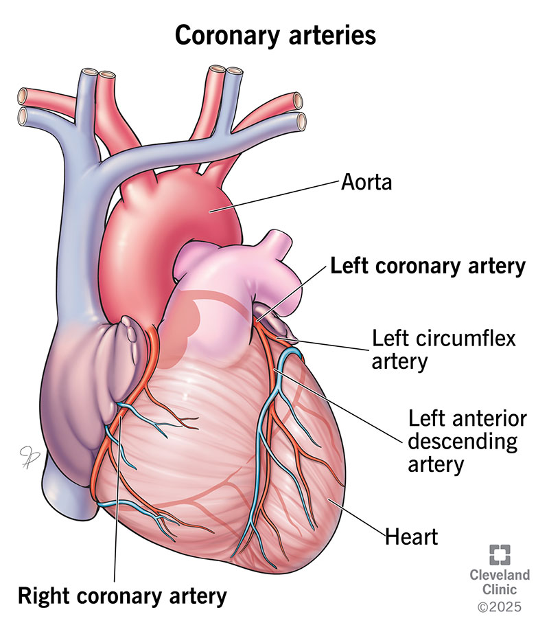 Anatomical heart diagram showing the left and right coronary arteries branching off from the aorta