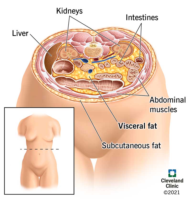 Visceral fat is deep within your abdominal walls and surrounds your organs